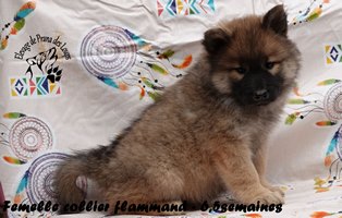 chiot eurasier